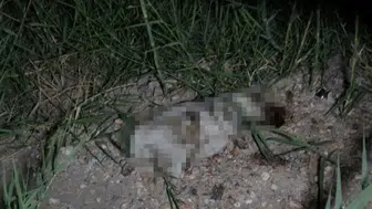 Antalya’da Yavru Köpek Dehşeti! Alman Turist Gözaltına Alındı