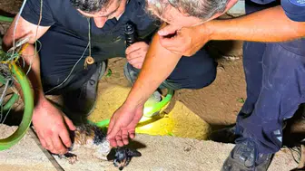Muratpaşa'da Yavru Kedi 30 Metrelik Sondaj Kuyusuna Düştü! 5 Saatte Kurtarıldı