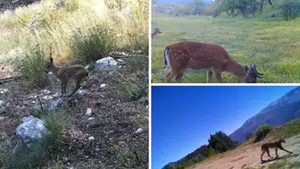 Fotokapana Takılan Gizli Dünya: Vaşak, Alageyik ve Yaban Keçileri Kovada Gölü’nde Görüntülendi