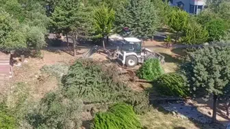 Taziye Evi İçin Çam Ağaçları Söküldü! Depremzedeler İsyan Etti