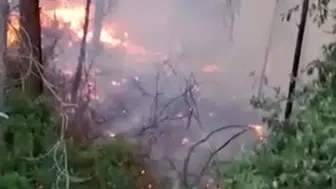 Alanya'da Ormanlık Alana Yıldırım Düştü: 1 Dönüm Yer Zarar Gördü