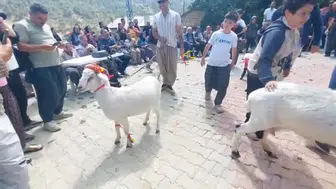 Mersin'de Podyuma Çıkan Süslü Keçiler Yarıştı: En Güzeli Seçildi!