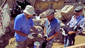 Gündoğmuş ve Korkuteli'nde Küçükbaş Hayvanlar İçin Aşı Seferberliği