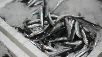 Karadeniz’de Çifte Bereket: Palamut ve Hamsi Kapış Kapış Satıldı