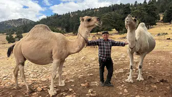 Sarıkeçililerin Son Devecisi 'Kuş Ali' Asırlık Göç Geleneğini Yaşatıyor