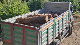 Hatay İskenderun'da Kaçak Ağaç Kesimine Yasal İşlem