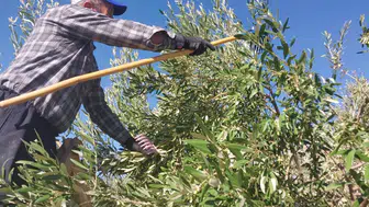 Mersin'de Zeytin Hasadı Başladı: 300 Bin Ton Rekolte Bekleniyor