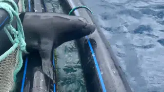 Antalya'da Nesli Tükenme Tehlikesi Olan Akdeniz Foku Kurtarıldı