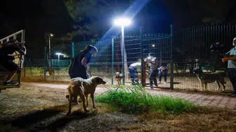 Alevlerin Arasından Kurtarıldılar: Aksu’da 105 Köpek Koruma Altına Alındı