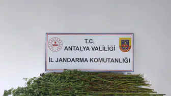 Serik'te Jandarmadan Kenevir Operasyonu: 80 Kök Ele Geçirildi