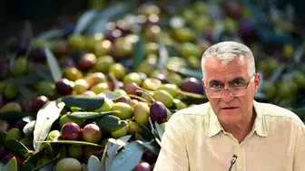 Antalya'da Zeytin Rekoltesi 70 Bin Tona Ulaşacak! Üretici Taban Fiyat İstiyor