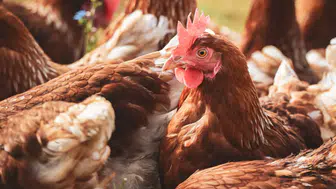 Tavuk Eti ve Yumurtada Rekor Artış: Temmuz Verileri Belli Oldu