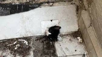 Manavgat'ta Sıkışan Yavru Kedi İçin İtfaiyeden Santim Santim Operasyon