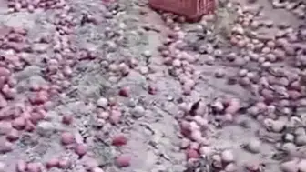 Antalya'da Elma Üreticisinden İsyan! "Pazarda 70 TL, Bahçede 5 TL"