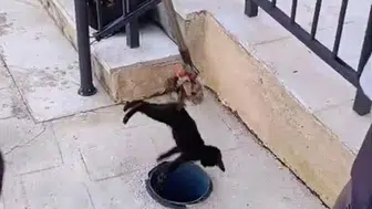 Hatay’da Havalandırma Borusuna Düşen Yavru Kedi İtfaiye Ekiplerince Kurtarıldı