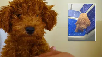 Otobüste Unutulan Köpeği Önce Oyuncak Sandı, Sonra Sahiplendi