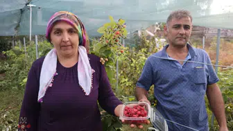 Kadın Çiftçiden İlke İmzası: Ahududunun Kilosu 500 Liradan Satılıyor