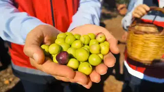 Antalya'nın Tescilli Tavşan Yüreği Zeytini Erken Hasatta