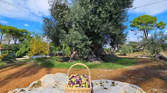 Zeytinpark'taki 1200 ve 800 Yıllık Anıt Ağaçlardan 160 Kilo Hasat Bekleniyor