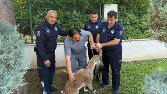 Kemer'in Merkezinde Yaralı Bulunan Dağ Keçisi Tedaviye Alındı