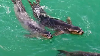 Akdeniz Fokları Alanya Mağaralarına Sığındı
