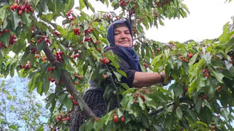 Burdur'da Tarlada Üzüm Toplarken Arı Sokan Kadın Hayatını Kaybetti