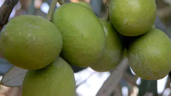 Mersin'de "Mut Zeytin ve Zeytinyağı Festivali" Başladı!