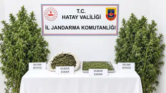 Hatay'da Hazine Arazisine Yasa Dışı Kenevir Eken Şüpheli Tutuklandı