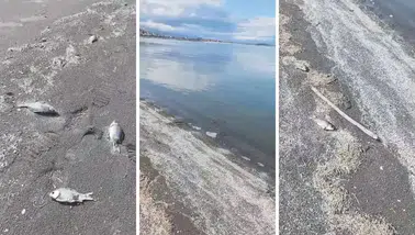 Eğirdir Gölü'nde Çevre Felaketi: Ölü Balıklar Karaya Vurdu