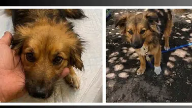 Olympos’taki Pansiyondan Kaybolan Köpekleri Bulana 30 Bin TL!