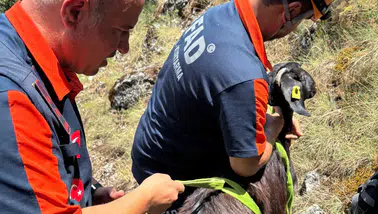 Burdur'da Dağlık Alanda Mahsur Kalan Keçiler Ekiplerce Kurtarıldı