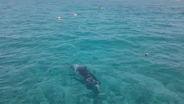 Alanya Sahilinde Sürpriz Misafir! Yunus Turistlerle Birlikte Yüzdü