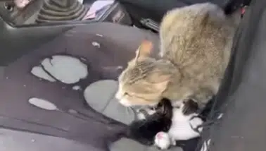 Mersin'de Camı Açık Otomobilde Tatlı Sürpriz: Kedi Araçta Yavruladı