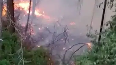 Alanya'da Ormanlık Alana Yıldırım Düştü: 1 Dönüm Yer Zarar Gördü