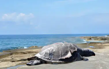 Gazipaşa Koru Sahili’nde Caretta Caretta Kıyıya Vurdu