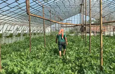 Serik'te Çiftçi Karpuz Hasat Ederken Ölümle Burun Buruna Geldi