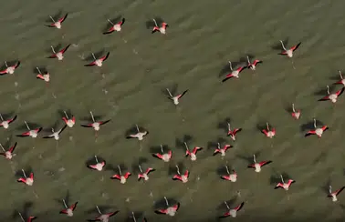 Burdur Yarışlı Gölü'nde Flamingo Şöleni