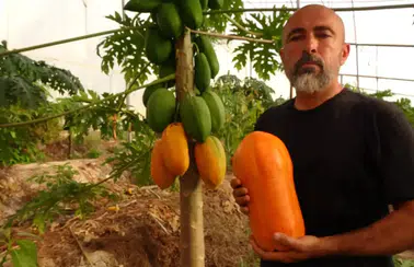 Alanya’nın ‘Altın Elma'sında Hasat Başladı: Kilosu 90 TL’den Başlıyor