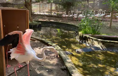Antalya'da Flamingo Operasyonu: DKMP Ekipleri 4 Flamingoyu Kurtardı!