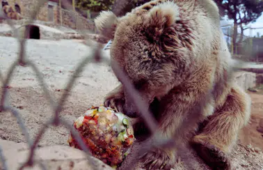 Doğal Yaşam Parkı'nda Yaz Mesaisi: Hayvanlar İçin Özel Menü Hazırlandı