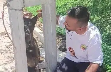Hatay'da Vicdanları Sızlatan Vahşet! Belçika Kurdu Zehirlenip Direğe Asıldı