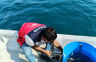 Antalya’da Mersin Balığı ve Alabalık Mercek Altında: Aksu’dan Alanya’ya Denetim!