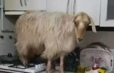 Mutfak Baskını! Eve Giren Keçi Tezgaha Çıkıp Yemek Aradı