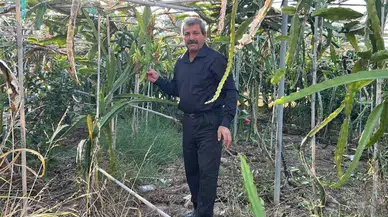 Hatay Kırsalında Ejder Meyvesiyle Girişimcilik Rüzgarı!