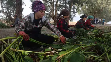 Hatay’da Asi Nehri’nin İstilacı Sümbülleri Sanatla Buluşuyor!