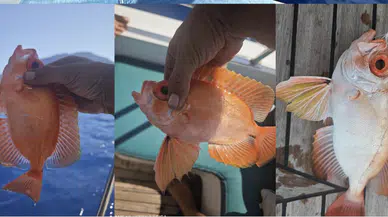 Antalya'da Yeni Bir İstilacı Tür Şüphesi: Arrowfin Bigeye