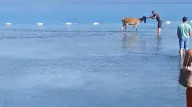 Türkiye’nin Maldivleri’nde Şaşırtan An: Kızılgeyik Salda Gölü’ne Girdi