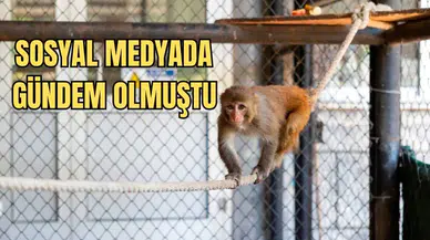 Hatay’da Şiddet Gören “Şeker” Maymunun Yeni Adresi Mersin!