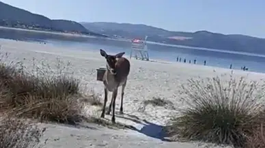 Salda Gölü’nde Yaban Hayatı Canlandı! Kızıl Geyik Böyle Görüntülendi