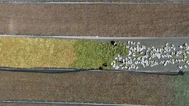 Hatay’da Tütün Mesaisi Tarlaları Renk Cümbüşüne Çevirdi